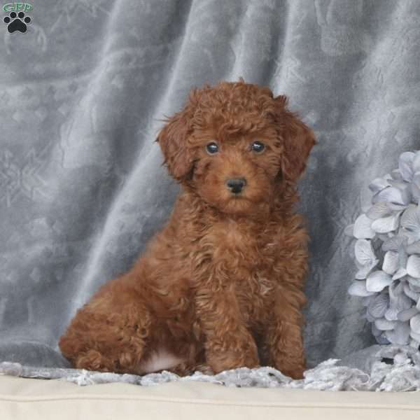 Macy, Toy Poodle Puppy